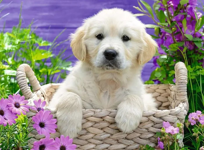 Ravensburger - Sweet Golden Retriever Puzzle 500Pc